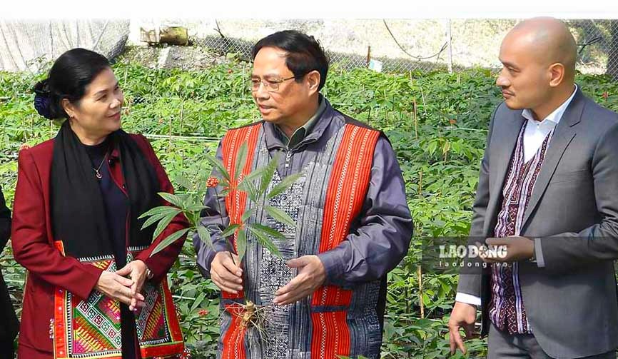 Chia sẻ về lý do thành lập công ty tại Lai Châu, ông Nguyễn Quang Thái – Chủ tịch HĐQT công ty CP Dược phẩm Thái Minh cho biết: “Với mong muốn phát triển các loài dược liệu quý hiếm, trong đó sâm Lai Châu, chúng tôi đã quyết định thành lập khu bảo tồn và nhân giống Sâm Lai Châu nhằm hướng đến mục tiêu đưa cây sâm Lai Châu trở thành một ngành kinh tế mũi nhọn, thay đổi đời sống và thu nhập cho đồng bào nơi đây“.