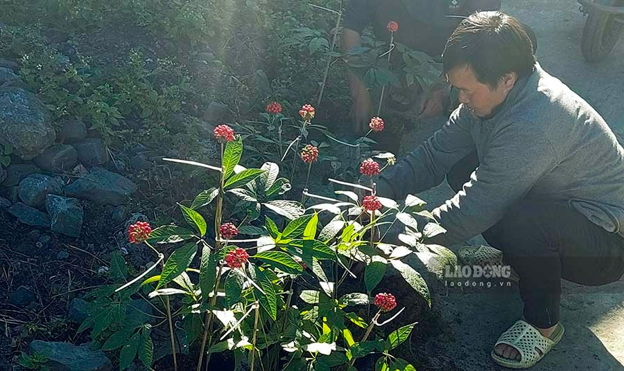 Vườn Sâm Lai Châu tại Sìn Hồ không chỉ là nơi bảo tồn, nhân giống loài sâm quý được ví như “Bảo vật quốc gia“, mà đây còn là mô hình tuần hoàn kinh tế bền vững gồm 4 nhà: Nhà nông, nhà nghiên cứu, nhà sản xuất và nhà phân phối.