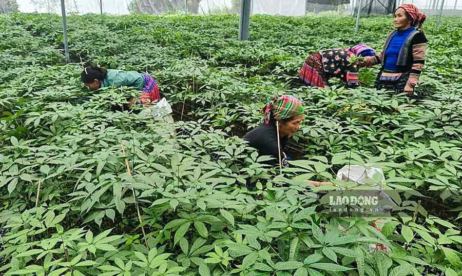  “Sau 1 vài năm, khi người dân làm chủ được công nghệ nhân giống, trồng và chăm sóc thì khi đó người dân sẽ làm chủ hoàn toàn đối với cây Sâm Lai Châu” - Cho biết thêm.