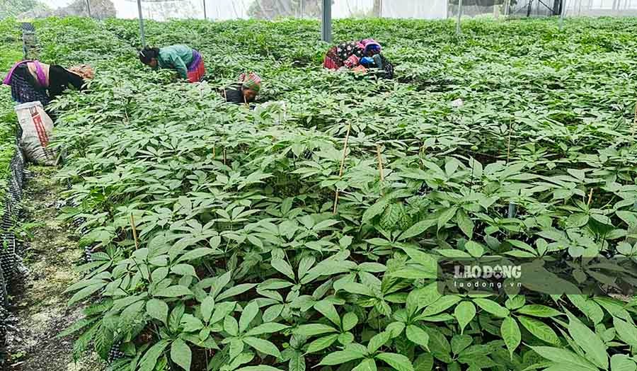 Vườn Sâm Lai Châu hiện có diện tích gần 2ha của Thái Minh Farm, Thủ Tướng đã ghé thăm khu trồng nhà màng ứng dụng công nghệ cao và thưởng thức ly trà sâm Lai Châu thơm ngọt. Thủ Tướng đánh giá cao mô hình kinh tế khép kín đối với cây Sâm Lai Châu mà doanh nghiệp đã tiên phong đầu tư và áp dụng. 