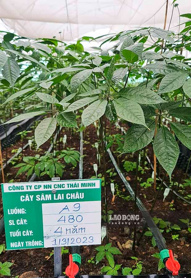 Với việc nhận chuyển nhượng lại toàn bộ vườn sâm từ Hợp tác xã Sâm và Thảo dược Sìn Hồ, Dược phẩm Thái Minh đã bắt tay vào xây dựng mô hình trồng Sâm Lai Châu theo hướng công nghệ cao. Đến nay doanh nghiệp Thái Minh đã có những cây Sâm Lai Châu từ 1-6 năm tuổi để phục vụ cho chế biến dược phẩm. 