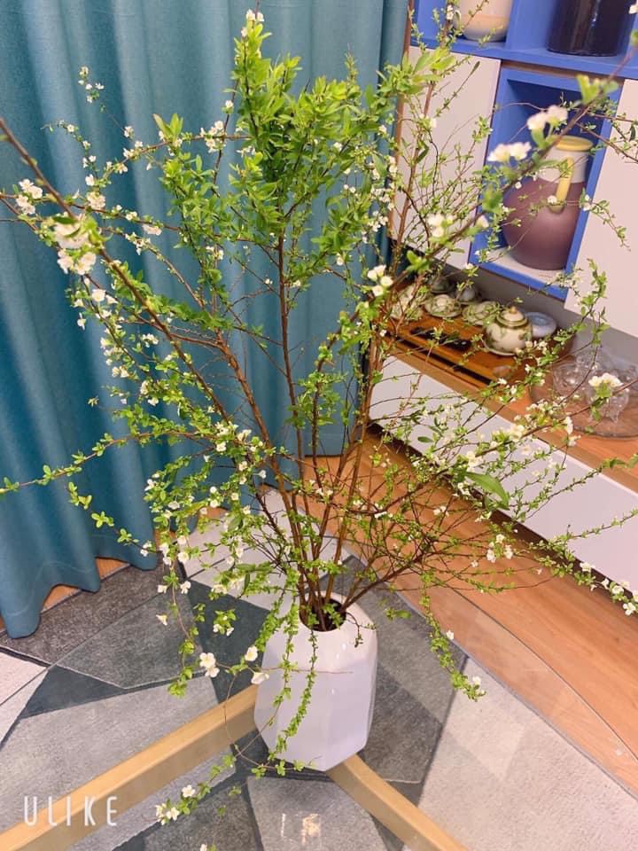 Niềm đam mê hoa của cô nàng thủ quỹ Thái Minh